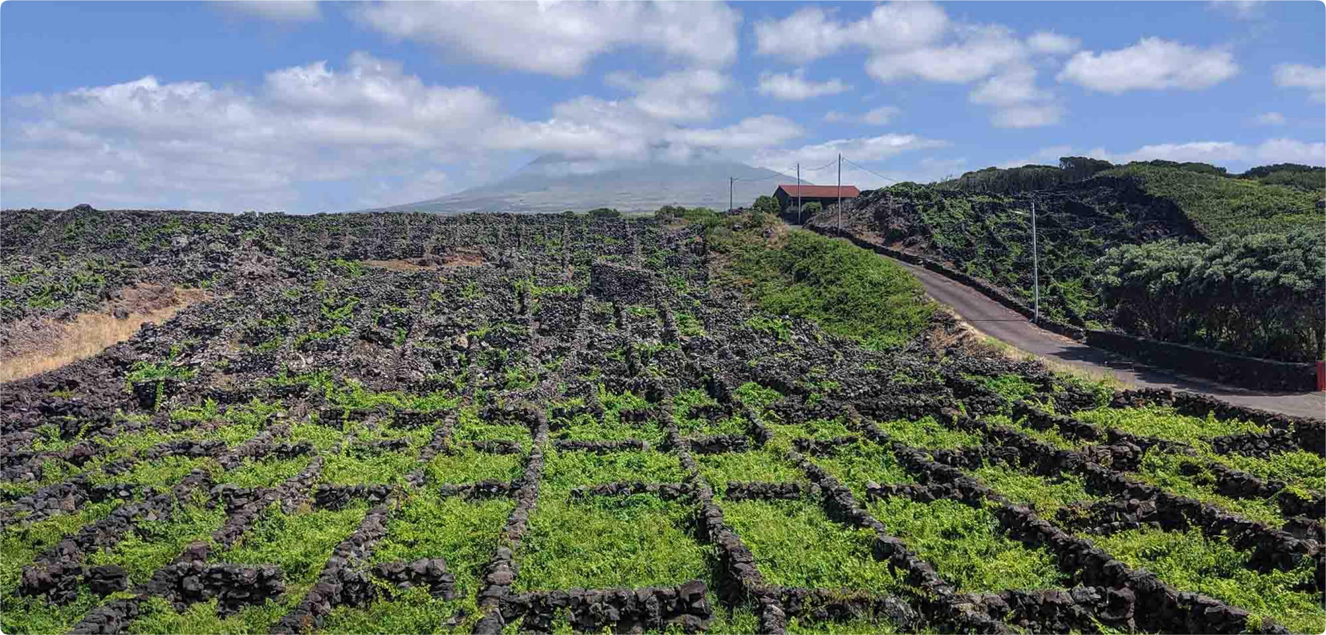 Vinhos dos Açores